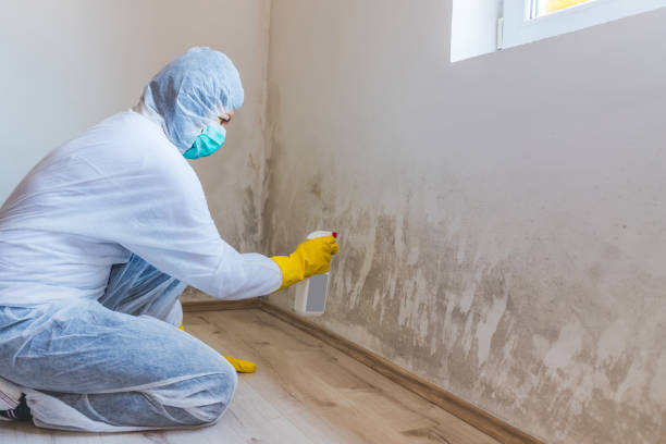 Licensed Mold Inspection service in Richwood, TX - WQB Mold Removal