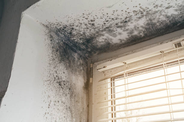 Affordable Mold Inspection solutions in Richwood, TX