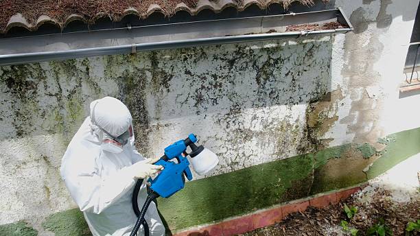 Top rated local Mold Inspection specialists in Richwood, TX